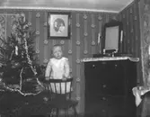 Porträtt av ett litet barn som står på en stol framför en julgran. Maås, Kinnareds socken.