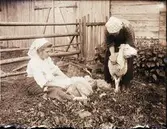 Två kvinnor klipper får.