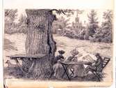 Montebello, juli 1894. Två kvinnor och en man läser under en ek. Teckning av Fritz von Dardel.