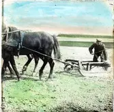 Man med två hästar som drar slädliknande redskap med dubbla medar. Handkolorerad skioptikonbild