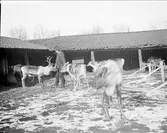 Man och renar på Feithska tomten, kvarteret Oden Ygg, Uppsala