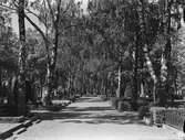 Uppsala gamla kyrkogård, Kungsgärdet, Uppsala 1950