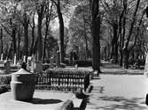 Uppsala gamla kyrkogård, Kungsgärdet, Uppsala 1950