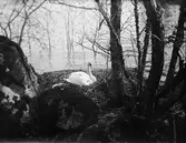 Svan på ön Flässjan i Mälaren, Alsike socken, Uppland 1919