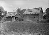 Två fähus  - Erika Åhlén, Målsta, Bälinge socken, Uppland 1920-tal