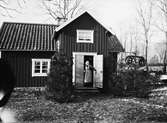 Rekonstruktion av julgranar klädda med kransar och målade ägg, Knivsta socken, Uppland 1935