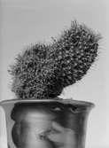 Blommande kaktus, Uppsala 1939