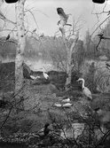 Diorama på Biologiska museet, Skolparken, Uppsala 1941