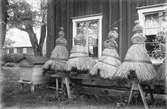 Bikupor vid Nyvlastugan - nu på friluftsmuseet Disagården - på ursprunglig plats i Nyvla, Bälinge socken, Uppland 1920-tal