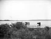 Kor i vattnet, Östhammar, Uppland i juli 1915