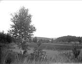 Landskapsvy nära Sigtuna, Uppland augusti 1914