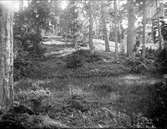 Skogsmark nära Öregrund, Uppland i juli 1924