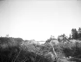 Omkullfallna träd vid Åminne, Älvkarleby socken, Uppland september 1916