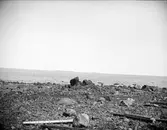 Havskust vid Harnäs, Skutskär, Älvkarleby socken, Uppland maj 1915