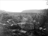 Strandvegetation vid Steningeviken, Husby-Ärlinghundra socken, Uppland i september 1924