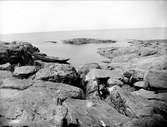 Strand med eka vid Örskär, Gräsö socken, Uppland i juli 1925