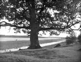 Ek vid Garnsviken, Sigtuna, Uppland i oktober 1927