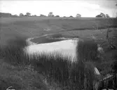 Härvsta-Tibblebäcken i Vad, Simtuna socken, Uppland augusti 1928