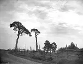 Tallar i beteshage i Skärfälten, Uppsala-Näs socken, Uppland i september 1916