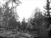Blandskog vid Kungshamn, Alsike socken, Uppland oktober 1922