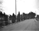 Stora enträd vid vägen  i Heby, Västerlövsta socken, Uppland i november 1930