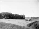 Landskapsvy, Harparbol, Almunge socken, Uppland augusti 1933