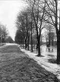 Översvämning i park, Uppsala 1902