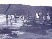 Några barn och vuxna som krattar ihop tång på stranden i Lilla Apelviken år 1903. Sannolikt är det personal och patienter vid Kustsantoriet Apelviken där dr J S Almer börjat bedriva vård av skrofulösa barn, alltså de som led av körteltuberkulos.