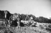 Skörd på gården Fiskebäck, Härnäset 1940