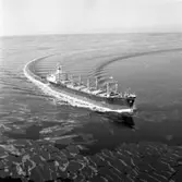 Fartyg nr. 258 B/C Hafnia, bulklastfartyg.