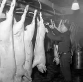 Julgrisslakt på  Västra Sveriges Slakteriförening (V.S.S. eller VSS) Uddevalla den 10 december 1956.