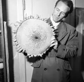 Man i trenchcoat med solros