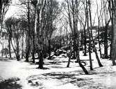 S:t Eriks park vintertid Jan.1926. 2 st. Kopierade.