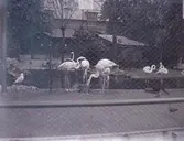 Enligt text som medföljde bilden: 