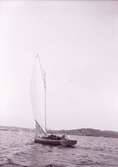 Segelbåten U.p.a  på Gullmaren 1908 med hunden Lisa