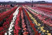 Tulpanodling på fält