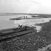 Från ostronodlingar på Atlantkusten i oktober 1959. Le Croisic,  Frankrike.