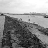 Från ostronodlingar på Atlantkusten i oktober 1959. Le Croisic, Frankrike.