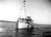 Skrivet på baksidan: M/V Poseidon, byggd i Hälleviksstrand omkr. 1920