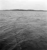 Vaden ute, börjar snörpas.