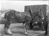 Clydesdalehäst i brittisk hamn