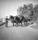 Tre selade hästar på väg