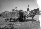Några barn i en höskrinda och en pojke sitter på hästen vid höbärgning i Jönköping.