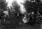 Mor och Ida mjölkar kor i hagen i vid Pälsarödjan, ett torp under dåvarande gården Apelås i Ölmstad socken.