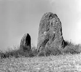 Ubbarp 1:13. Två stenar från en domarring mitt i en åker. De övriga stenarna, troligen tre, ligger i vägbanan några hundra meter därifrån.