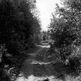 Vägen vid Lidhult 1:2 i Rogberga socken..