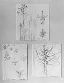 Frimärksförlaga till frimärket Domänverket 100 år, utgivet 4/9 1959. Blyertsskisser utförda av Sven Ljungberg 1959. Skisserna daterade 