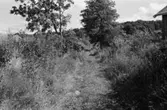 Gångväg mellan Norra och Södra Hällesåkersvägen, 1991.