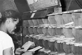 Huvudpostkontoret i Tokyo, Japan. 1955.  Brevsortering,
avgående avdelning.