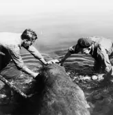 Bror Sigfridsson och Albert Persson drar upp en ekstock ur Nordsjön, för bearbetning till möbeltillverkning i Alberts verkstad på Långö, 1940.